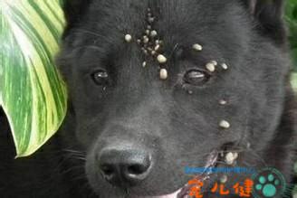 嚴重的蜱蟲