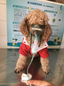 嚴重的上呼吸道感染做霧化